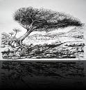 « Schiefer Baum »<br>Tusche auf Zeichenpapier - 59 x 42 cm